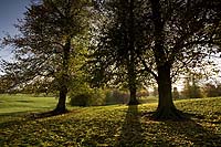 1180 Big Autumn Trees Chris Gilbert, Ravenseye Gallery, Peak District, Photographs, Courses